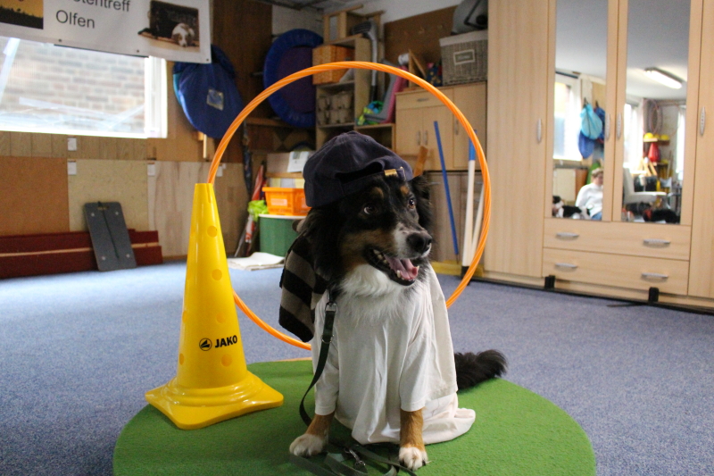 Spiel- und Denkspiele mit Hund